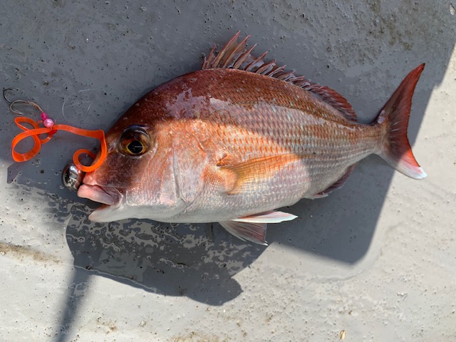 兵庫県明石市 村由丸の船釣りでタイ釣果