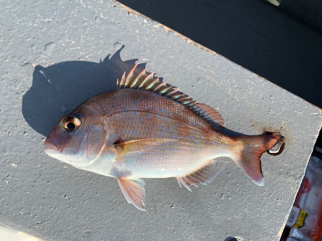 兵庫県明石市 村由丸の船釣りでタイ釣果
