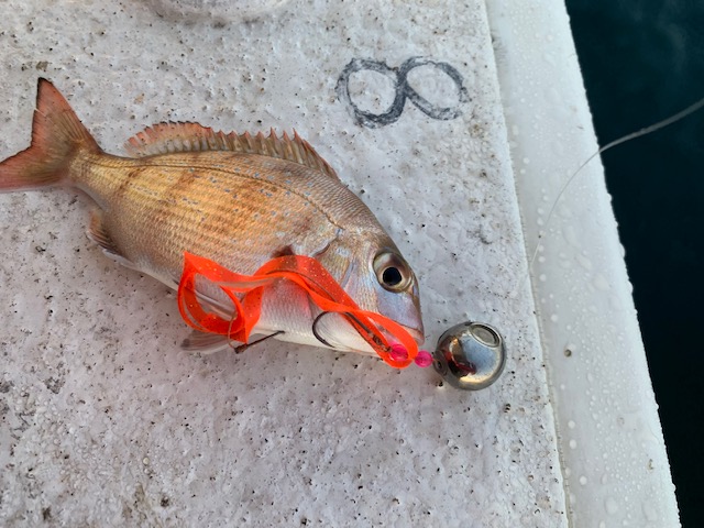 兵庫県明石市 村由丸の船釣りでタイ釣果
