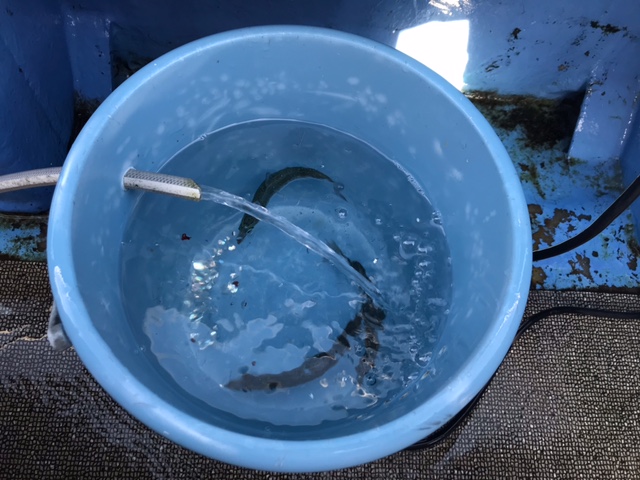 三重県鳥羽市国崎 功成丸ののませ釣りでハマチ釣果