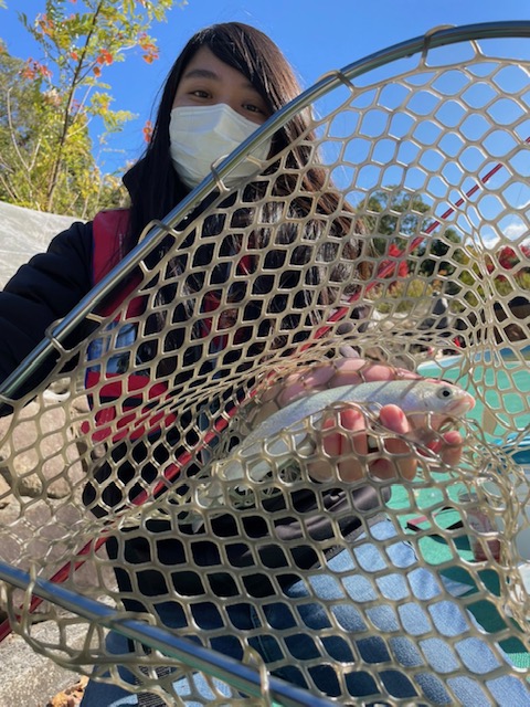 大阪府豊中市の管理釣り場でニジマス釣果