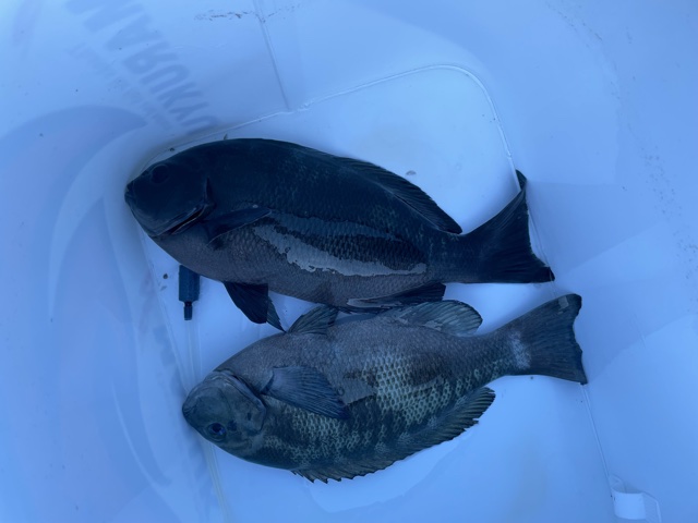 和歌山県すさみの磯釣りでグレ釣果