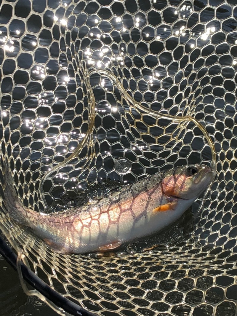 京都府南丹市通天湖のエリアトラウトでニジマス釣果