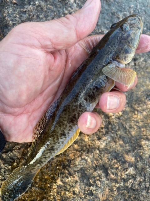 大阪府淀川河口域の穴釣りでマハゼ釣果