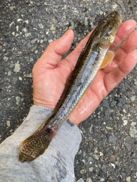 大阪府淀川河口域の穴釣りでマハゼ釣果