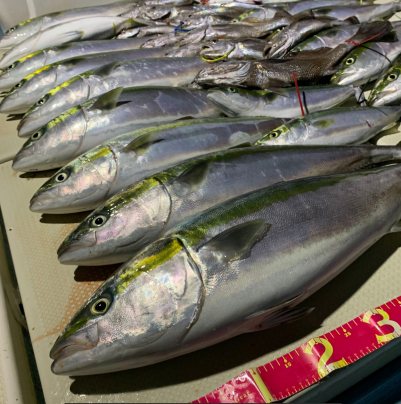 大阪府 ヒットラッシュの船釣りでメジロ・太刀魚・クログチ釣果