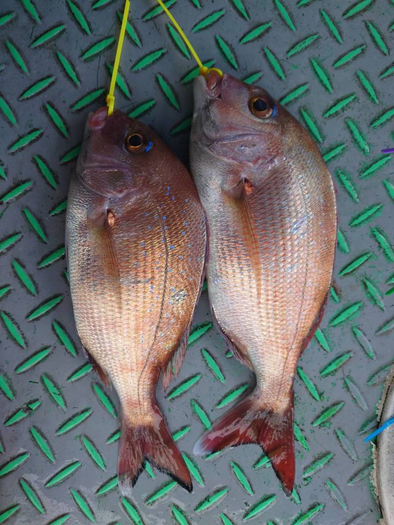 兵庫県明石市垂水漁港 利弥丸の船釣りでマダイ釣果