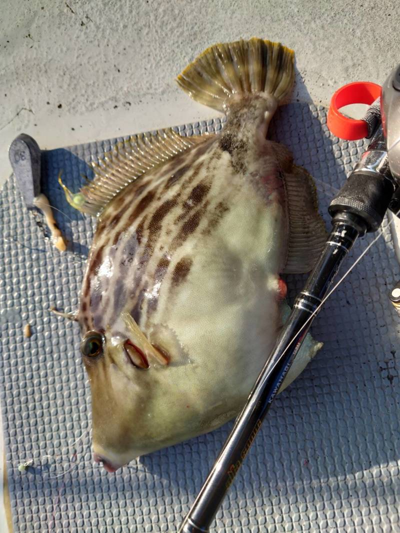 和歌山県加太 三邦丸の船釣りでカワハギ釣果