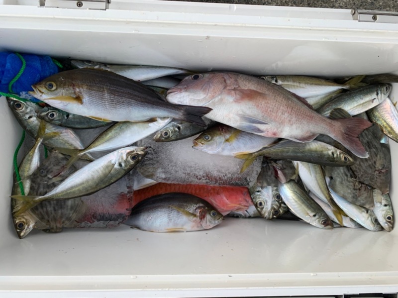 和歌山県串本 あけみ丸の船釣りでマダイ・アジ・イサキ釣果
