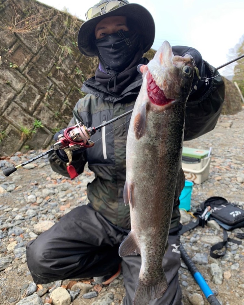 大阪府芥川マス釣り場の管理釣り場でニジマス釣果