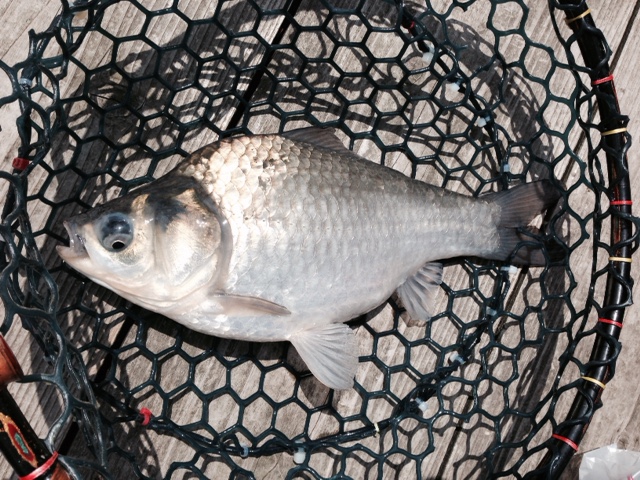 「兵庫県丹波市」長谷大池|管理釣り場でヘラブラ釣果