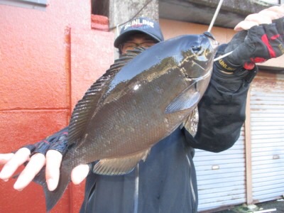 三重県尾鷲市梶賀 榎本渡船の船釣りで尾長・口太・アイゴ釣果