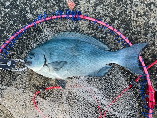 和歌山県西牟婁郡すさみ町 岩元渡船の船釣りでグレ釣果