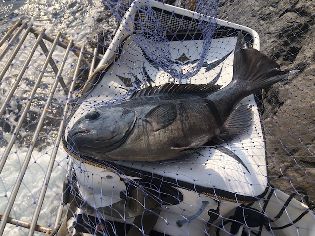 愛媛県愛南町 武者泊のフカセ釣りで口太グレ釣果