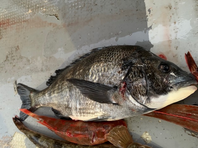 兵庫県明石市 村由丸の船釣りでチヌ・ホウボウ釣果