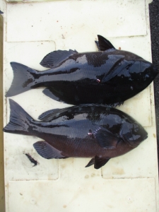 三重県尾鷲市 榎本渡船の船釣りでグレ・イスズミ釣果