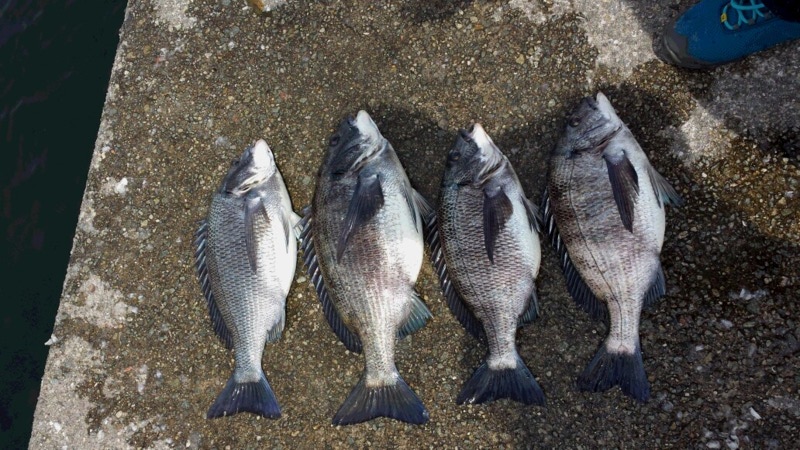 「兵庫県」和田坊|ふかせ|チヌ釣果