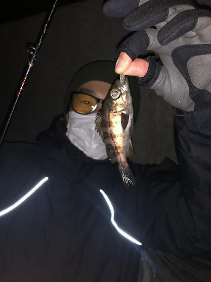 兵庫県明石港のSWライトゲームでメバル・ガシラ釣果