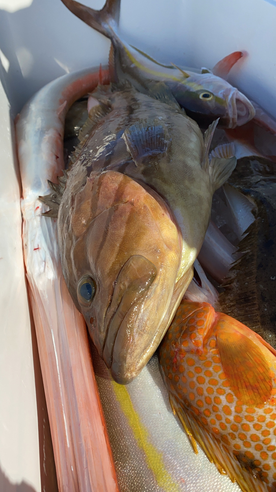 三重県 第八純正丸の船釣りで五目釣果