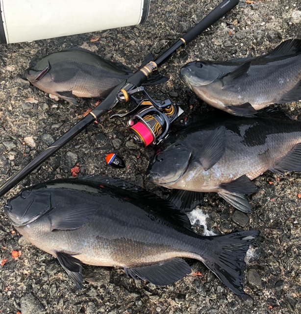 三重県大紀町 錦 坂口渡船の磯釣りでグレ釣果