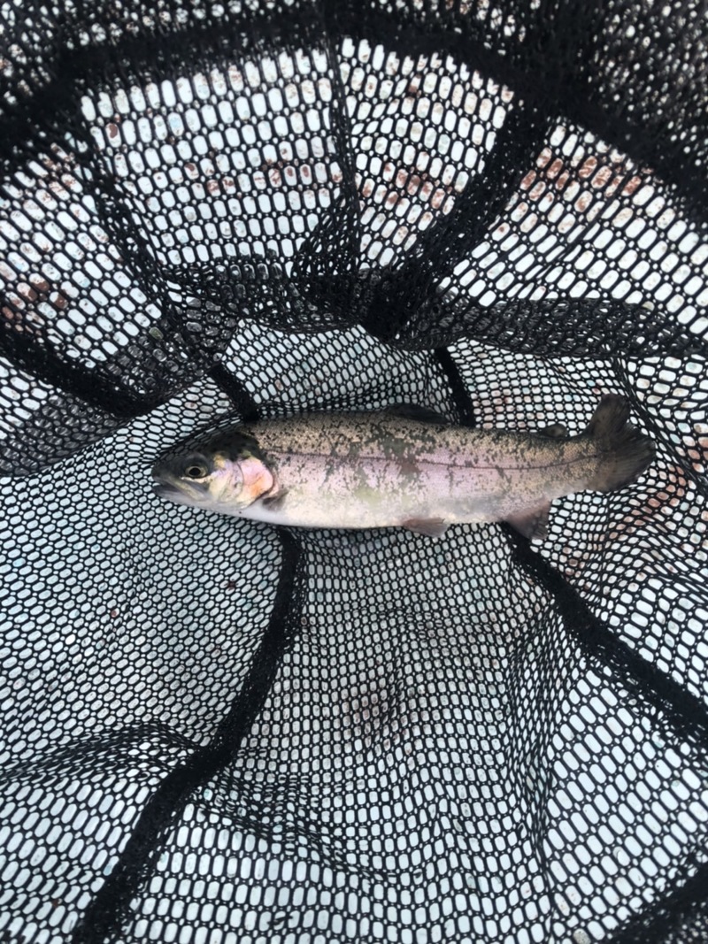 京都府亀岡市亀岡フィッシングプールの管理釣り場でニジマス釣果