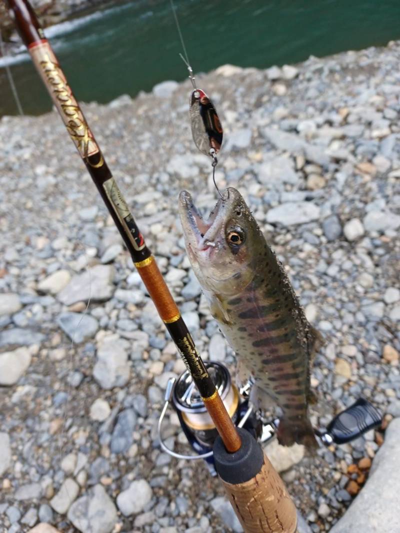 大阪府 芥川漁協のルアー釣りでニジマス・ヤマメ・イワナ釣果