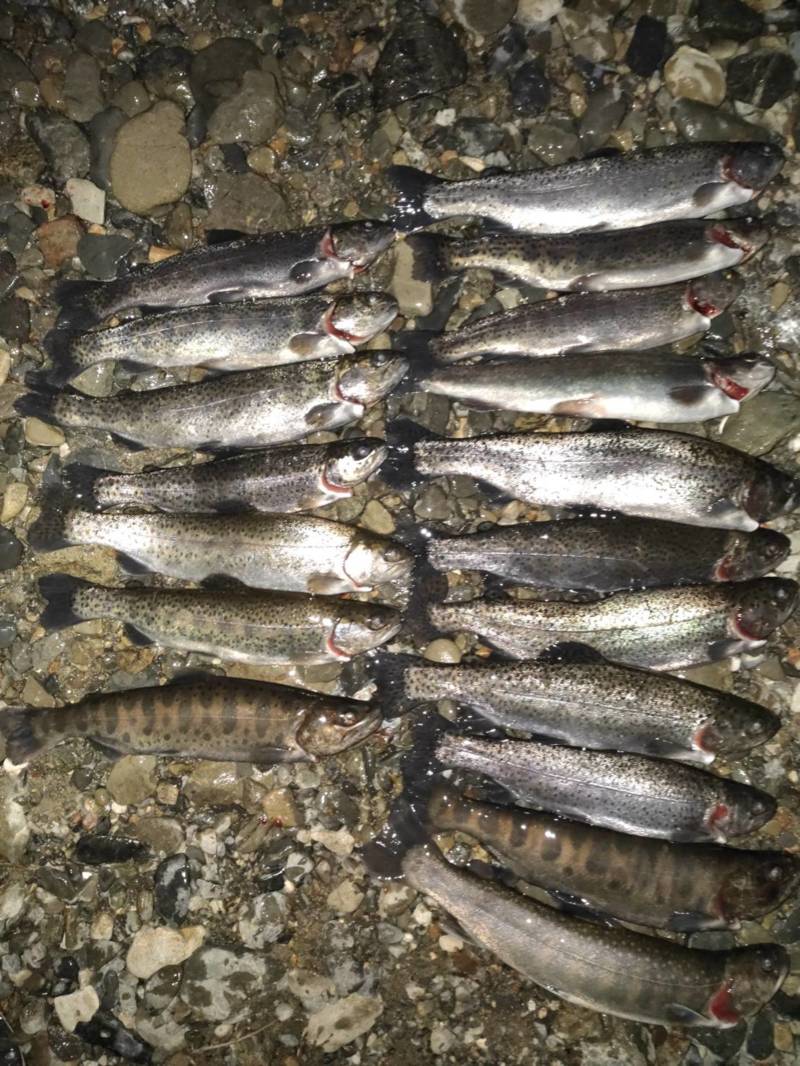 大阪府 芥川漁協のルアー釣りでニジマス・ヤマメ・イワナ釣果