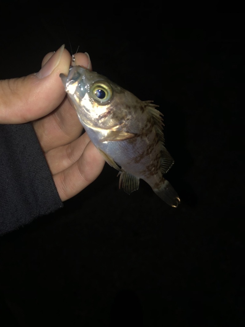 福井県のSWライトゲームでメバル釣果