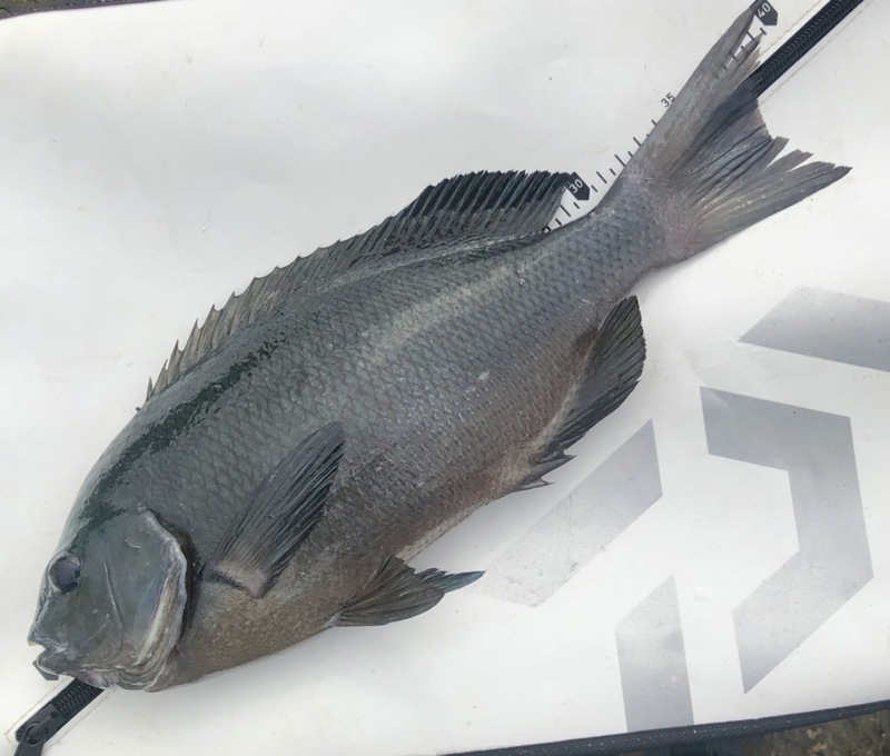 隠岐島知夫里 福友渡船の磯釣りで口太グレ・ヒラスズキ釣果