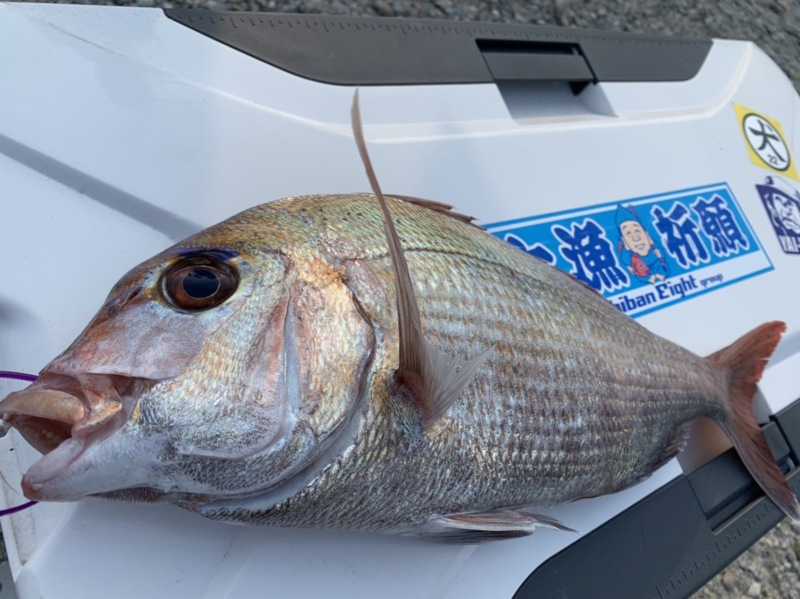 兵庫県明石市東二見 海豚の船釣りでマダイ釣果