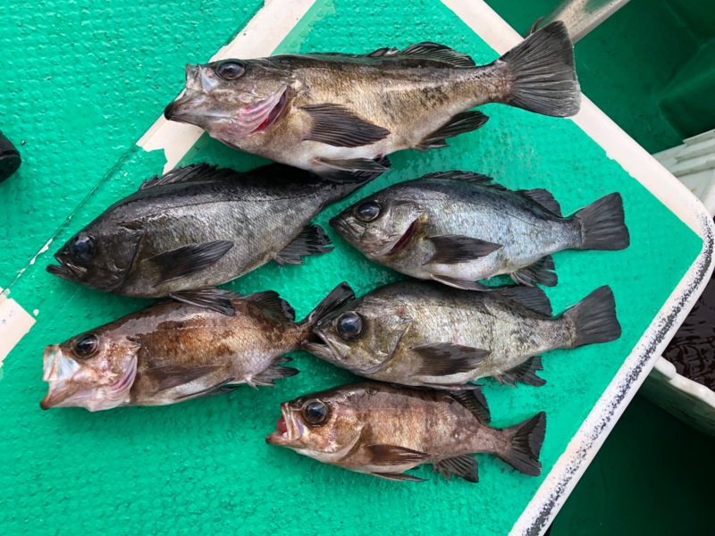 兵庫県淡路沖仙正丸の船釣りでメバル釣果