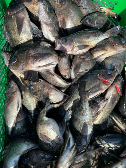 兵庫県鳴門海峡筋正和丸の船釣りでメバル釣果