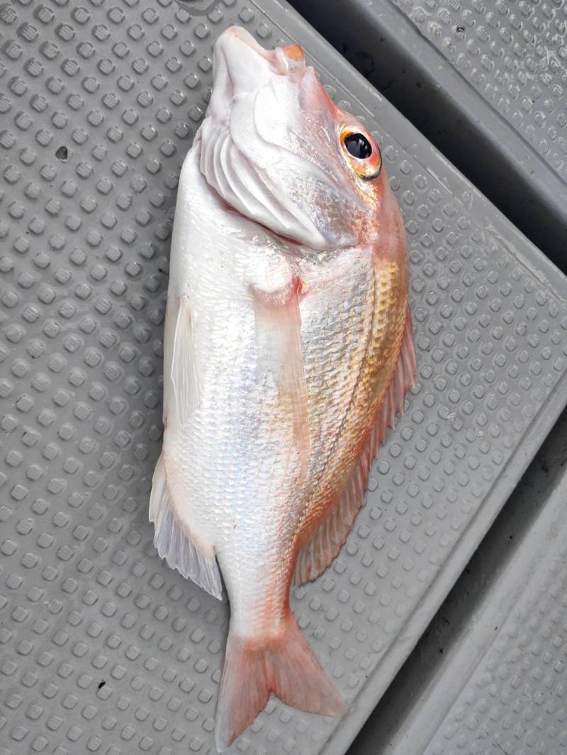 京都府舞鶴市Calmの船釣りでサワラ・サゴシ・レンコダイ釣果