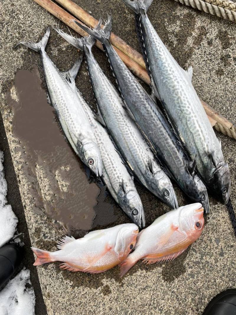 京都府舞鶴市Calmの船釣りでサワラ・サゴシ・レンコダイ釣果