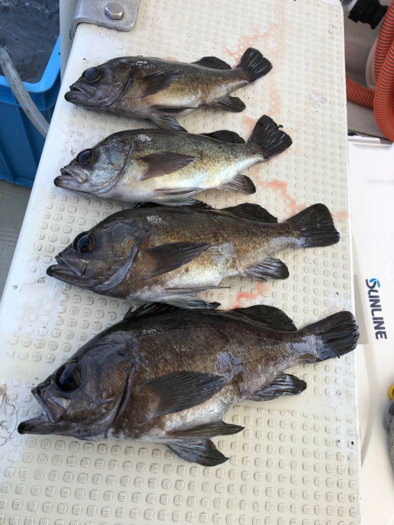兵庫県明石沖 近藤丸の船釣りでメバル釣果