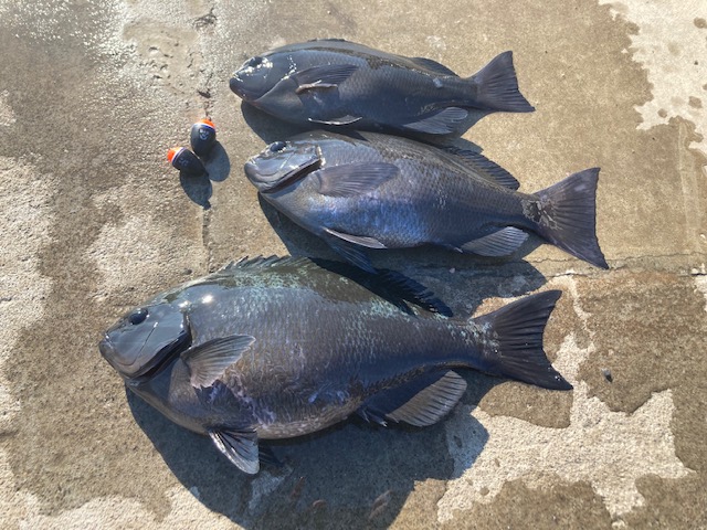 三重県度会郡大紀町錦 坂口渡船のフカセ釣りでグレ釣果