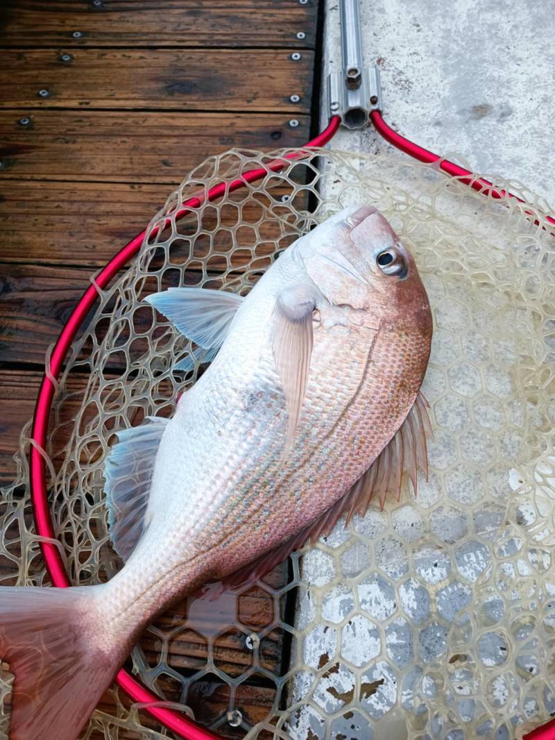 兵庫県明石のソルトルアーでマダイ釣果