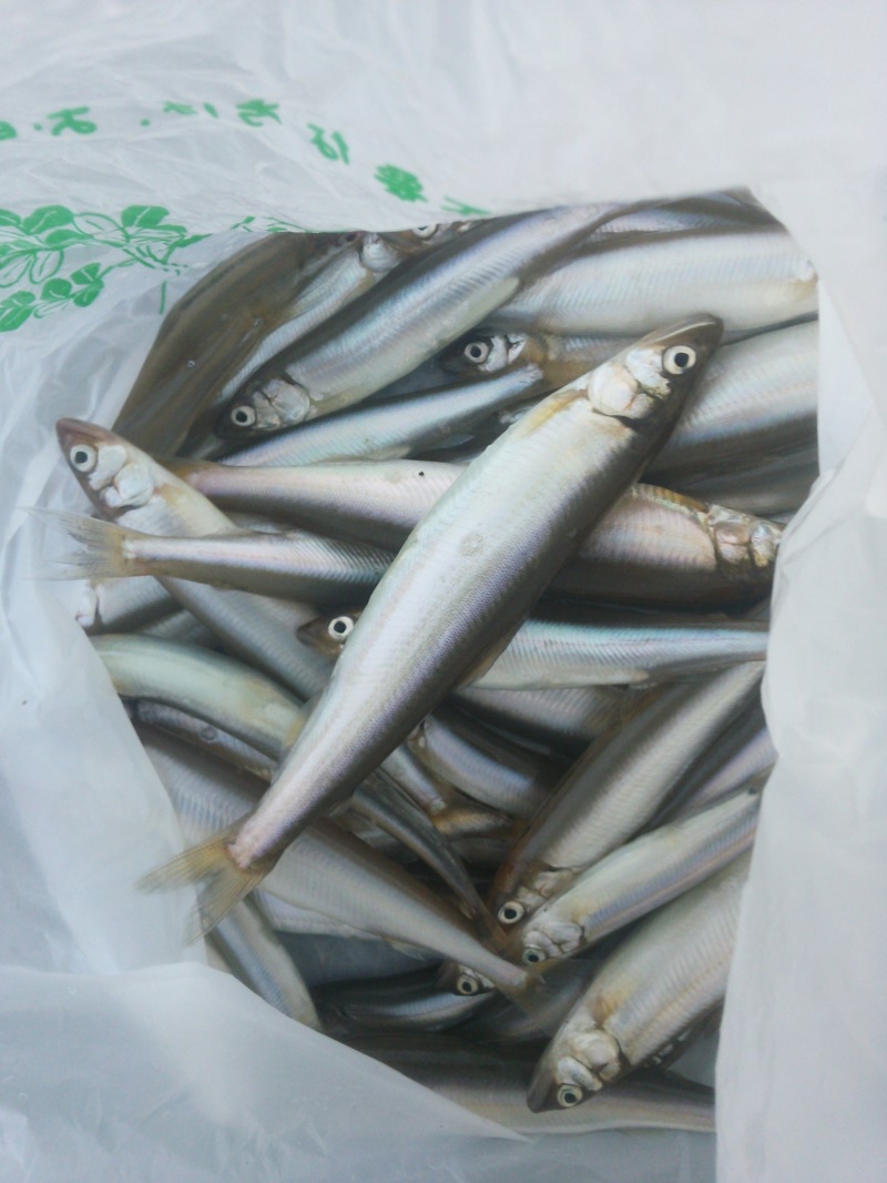 「滋賀県」湖西北小松ビーチ・淡水ウキ釣り・びわ湖の小鮎