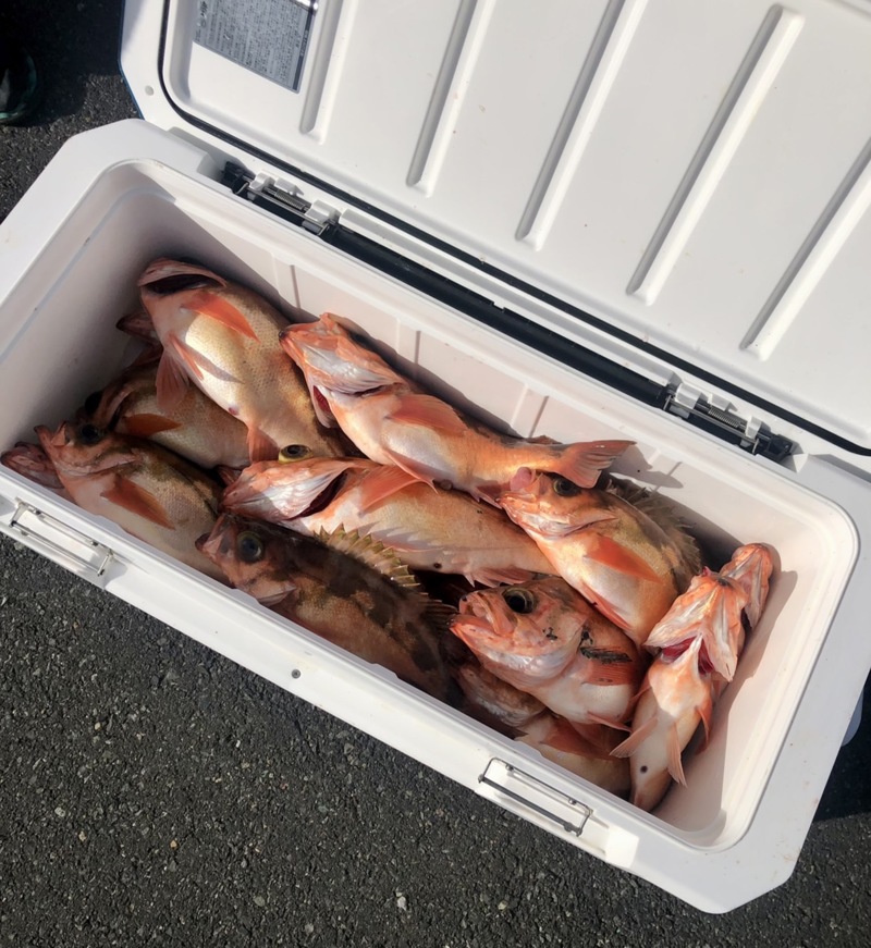 京都府宮津養老漁港 裕凪丸の胴付で沖メバル釣果