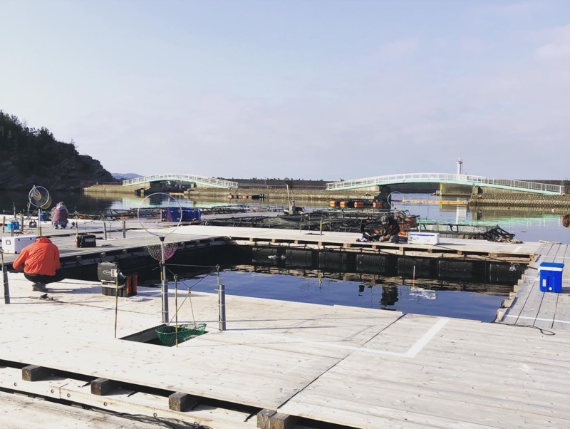 和歌山県雑賀崎シーパークの海上釣堀で真鯛・クロソイ釣果
