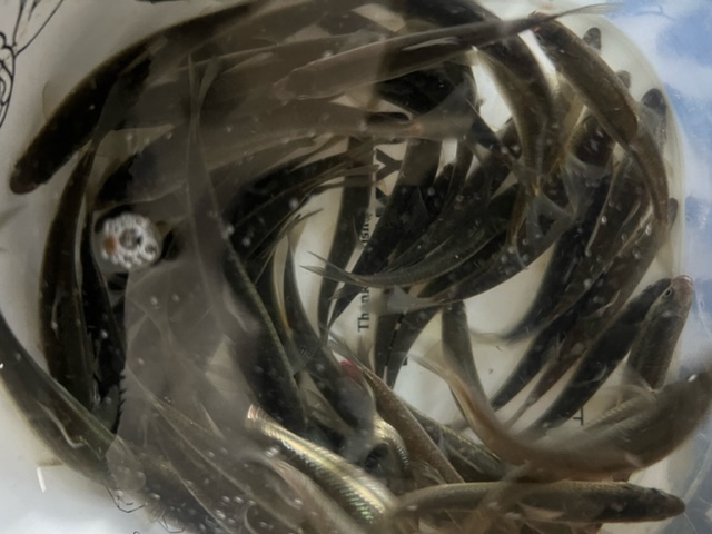 滋賀県琵琶湖の淡水浮き釣りでホンモロコ釣果