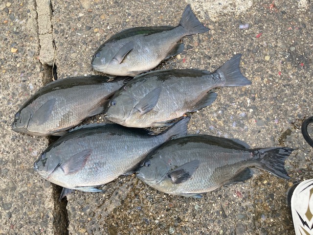 和歌山県日高町田杭のフカセ釣りでグレ釣果