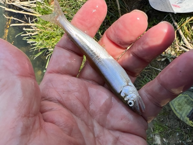 滋賀県琵琶湖 湖西知内川・志賀駅裏の淡水浮き釣りで小鮎釣果