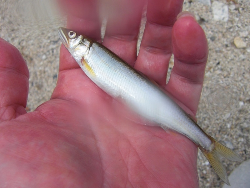 「湖西北小松ビーチ」淡水ウキ釣り・びわ湖の小鮎2回戦