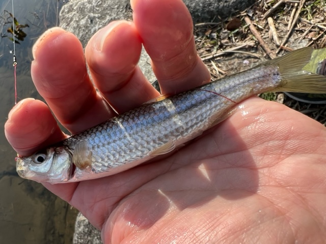滋賀県琵琶湖 湖西高島の淡水浮き釣りでホンモロコ釣果