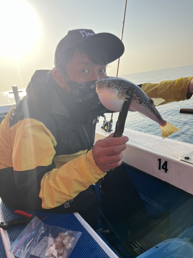 兵庫県明石のカットウ釣りでショウサイフグ釣果