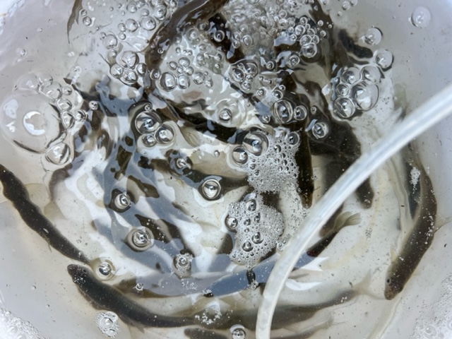 琵琶湖ホンモロコ6