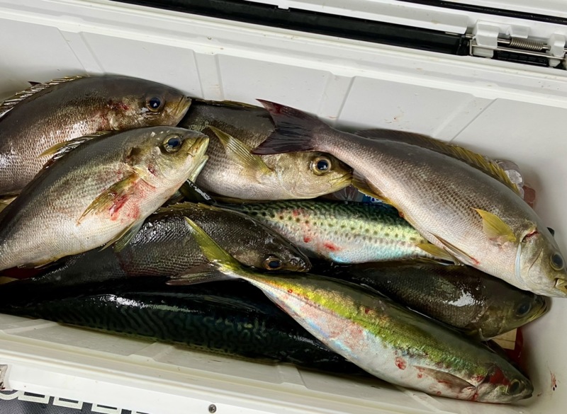 見老津 船イサキ