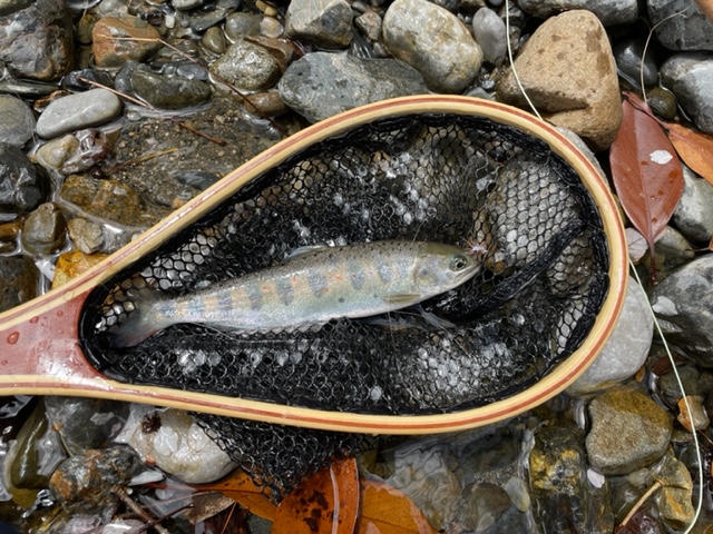 愛知川フライフィッシング