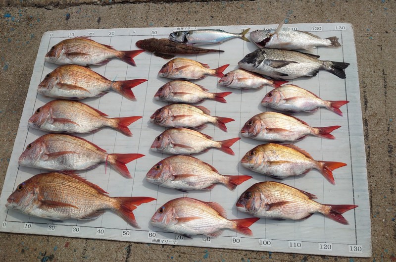 加太 鯛ラバ釣行